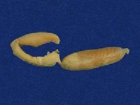 黃唇青斑海蛇藏品圖，第6張
